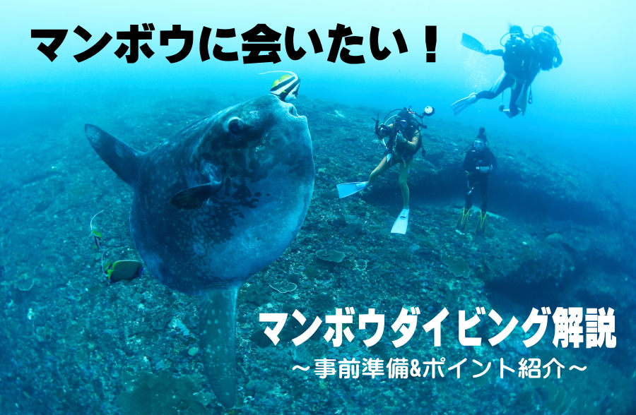 マンボウ バリ島